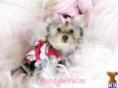 Maltese Puppies for Sale