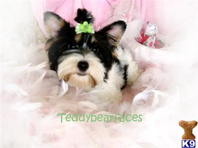 Biewer Yorkshire Terriers Puppies for Sale
