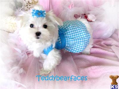 Maltese Puppies for Sale