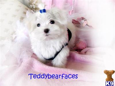 Maltese Puppies for Sale