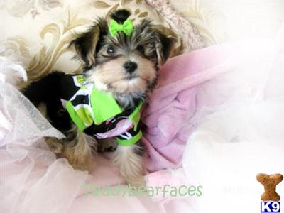 Hypoallergenic Dogs