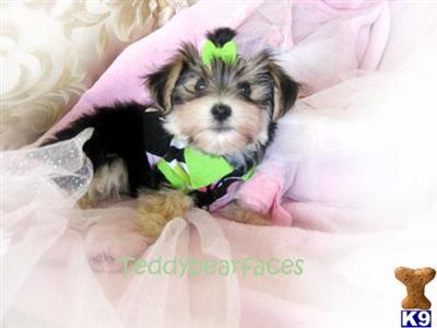 Maltese Puppies for Sale
