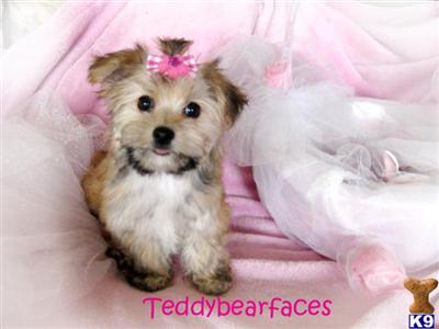 Coton De Tulear Puppies for Sale