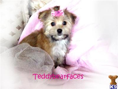 Hypoallergenic Dogs