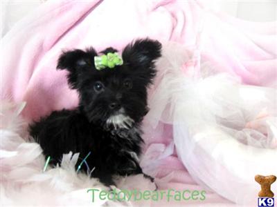 Coton De Tulear Puppies for Sale