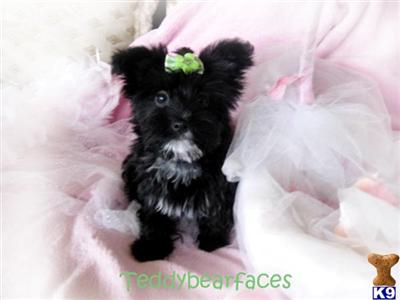 Hypoallergenic Dogs
