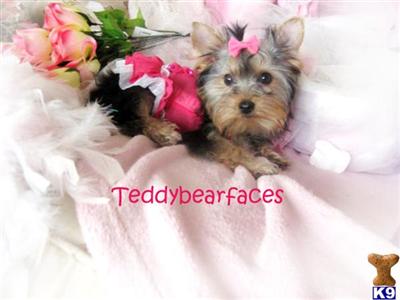 Hypoallergenic Dogs