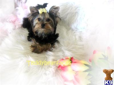 Puppies in CA