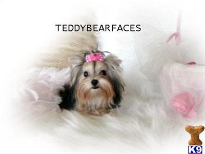 Dogs for Sale in CA
