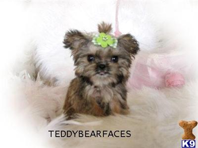 Shih Tzu Puppies for Sale