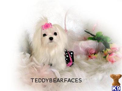Dogs for Sale in CA