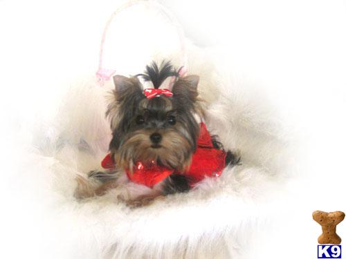 Dogs - Yorkshire Terrier