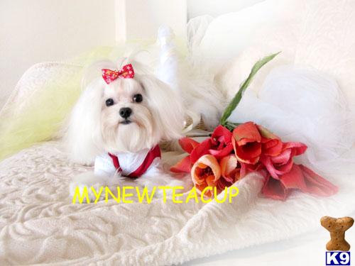 Dogs for Sale in CA