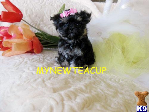 maltese shih tzu puppies for sale perth shih tzu maltese puppies for sale brisbane maltese shih tzu puppies for sale perth shih tzu maltese puppies for sale brisbane