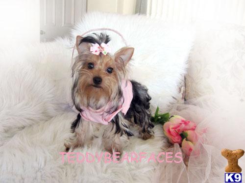 Dogs for Sale in CA