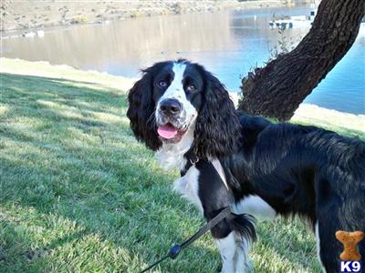 Stud Dogs - English Springer Spaniel