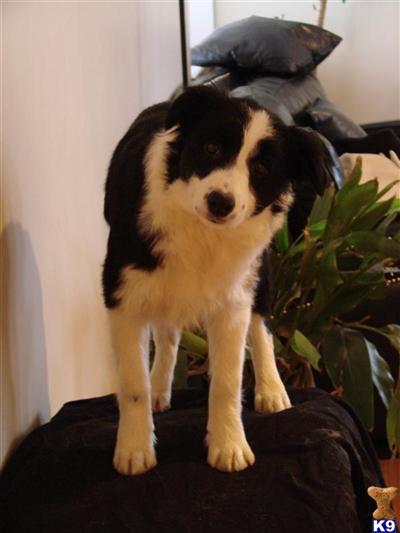 Border Collie Puppies for Sale