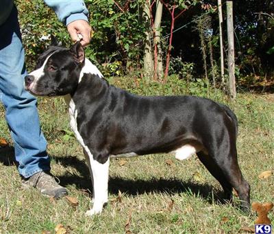 Stud Dogs - American Staffordshire Terrier
