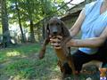 Redbone Coonhound 