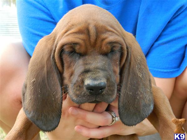 Redbone Coonhound  Puppies