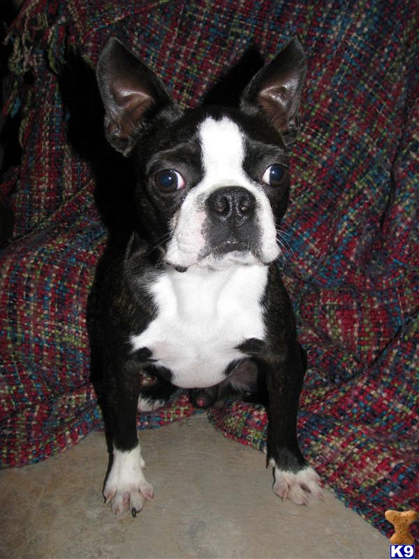 Stud Dogs - Boston Terrier