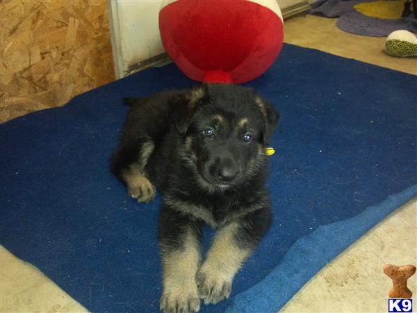 German Shepherd Puppies in WI