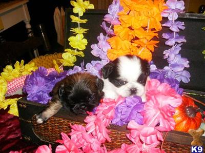 Mixed Breed Puppies in TX