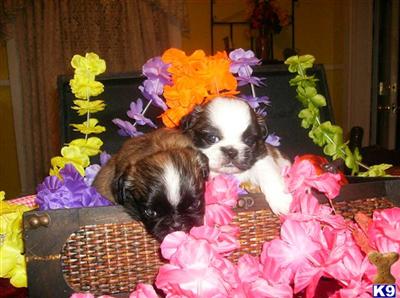 Mixed Breed Puppies in TX