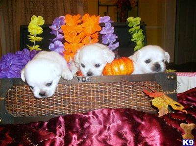 Mixed Breed Puppies in TX