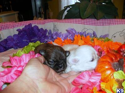 Mixed Breed Puppies in TX