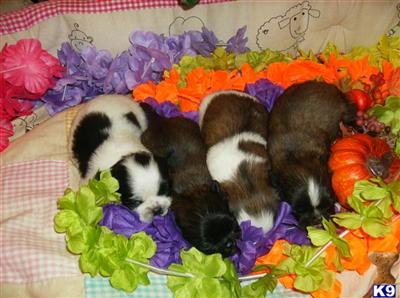 Mixed Breed Puppies in TX