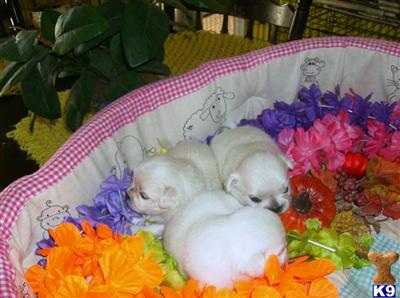 Puppies in TX