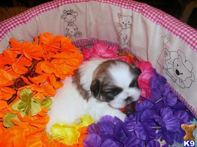 Puppies in TX