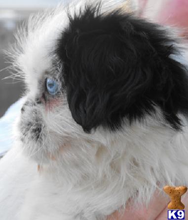 Shih Tzu Puppies in TX