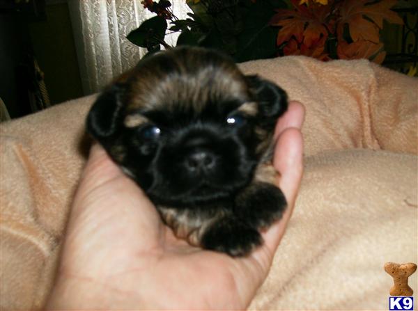 Puppies in Grand saline