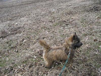 West Highland White Terrier Puppies for Sale
