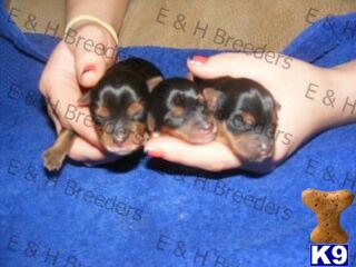 Puppies in NC