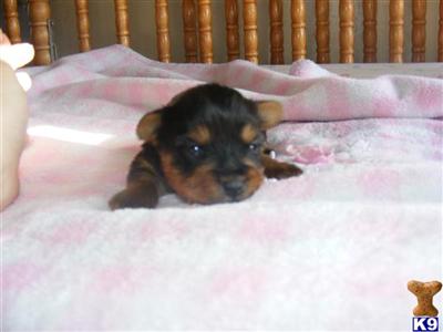 Puppies in NC