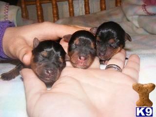 Yorkshire Terrier Puppies for Sale