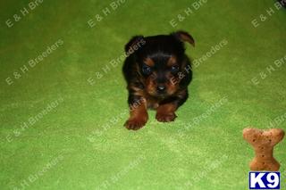 Puppies in Hiddenite