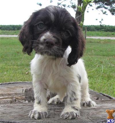 Puppies in KS