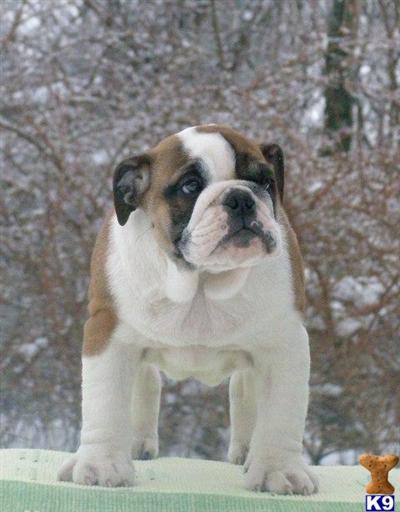 Bulldog Puppies for Sale