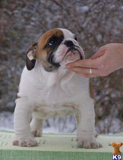 Bulldog Puppies for Sale