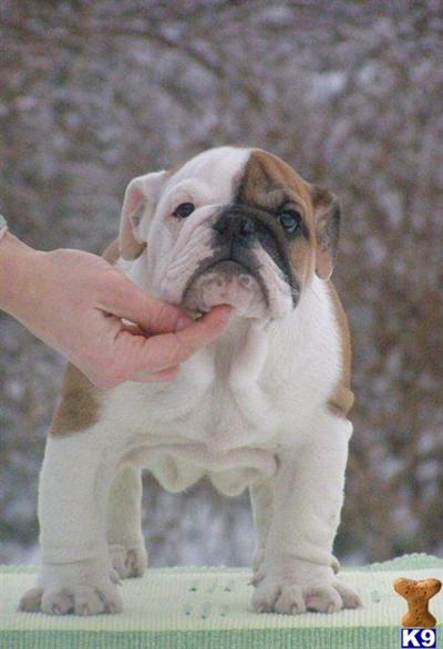 Bulldog Puppies for Sale