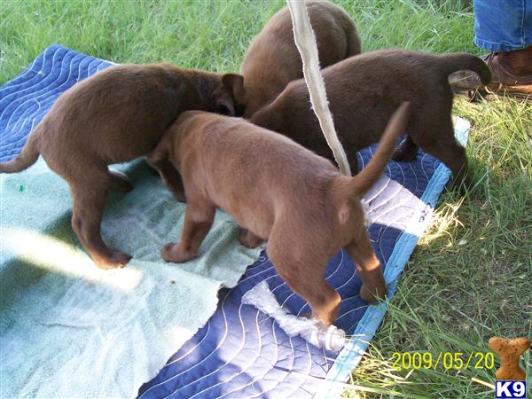 Labrador Retriever Puppies in TX