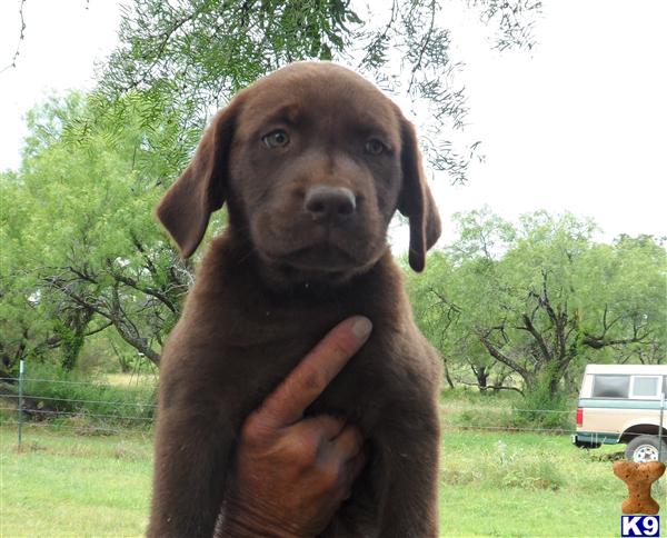 chocolate lab puppies for sale in sc chocolate lab puppies for sale labrador retriever breeder breeds picture chocolate lab puppies for sale in sc chocolate lab puppies for sale labrador retriever breeder breeds picture