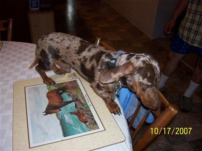 Stud Dogs - Dachshund