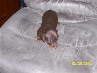 Dachshund Puppies in TX