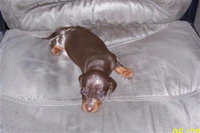 Dachshund Puppies in TX