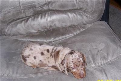Dachshund Puppies in TX